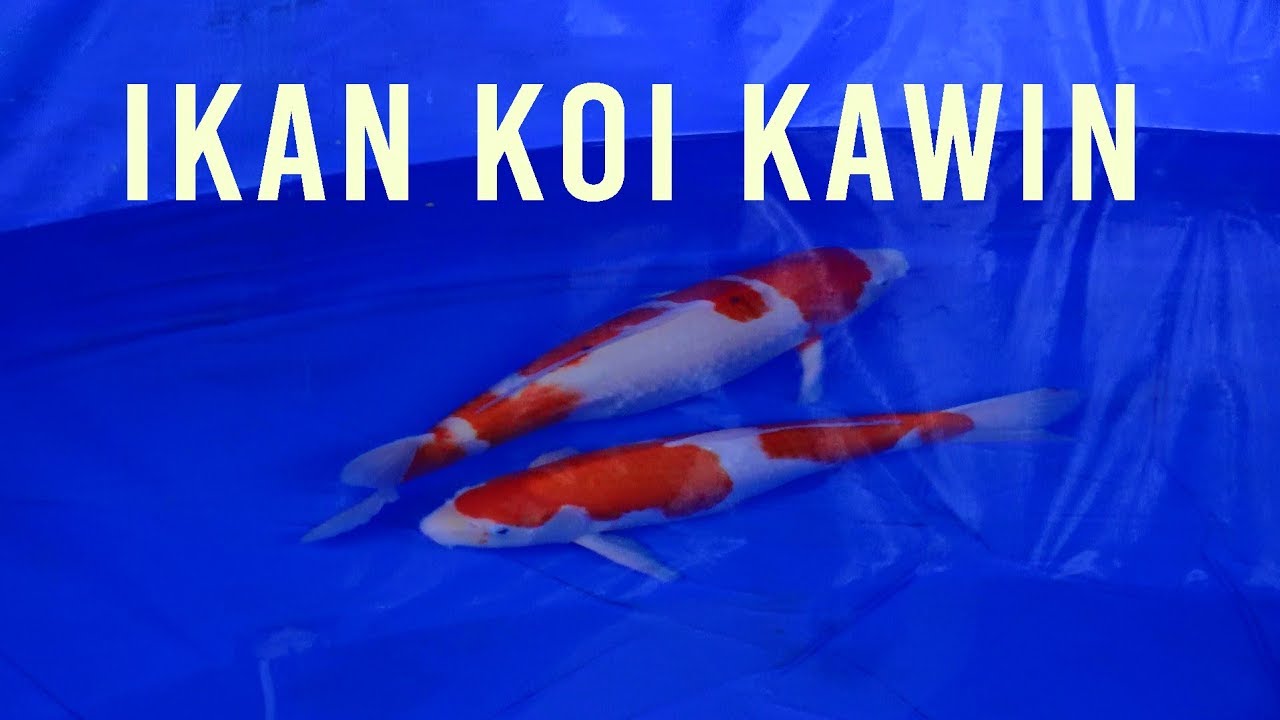 Detail Ikan Koi Bertelur Nomer 10