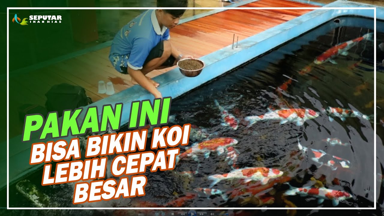 Detail Ikan Koi Besar Nomer 17