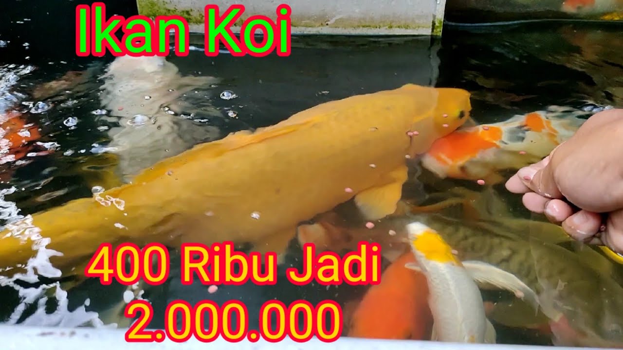 Detail Ikan Koi Besar Nomer 44