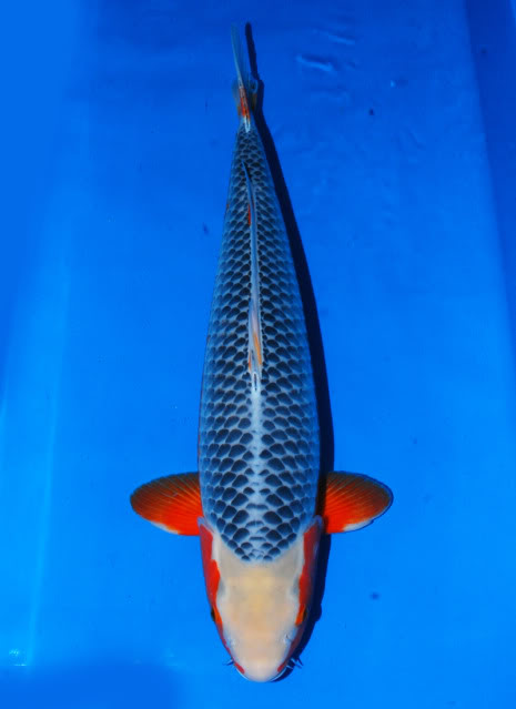 Detail Ikan Koi Biru Nomer 11