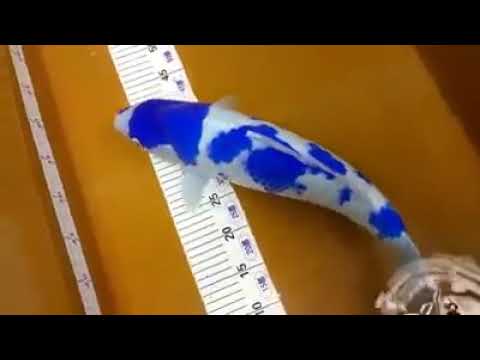 Detail Ikan Koi Biru Nomer 2