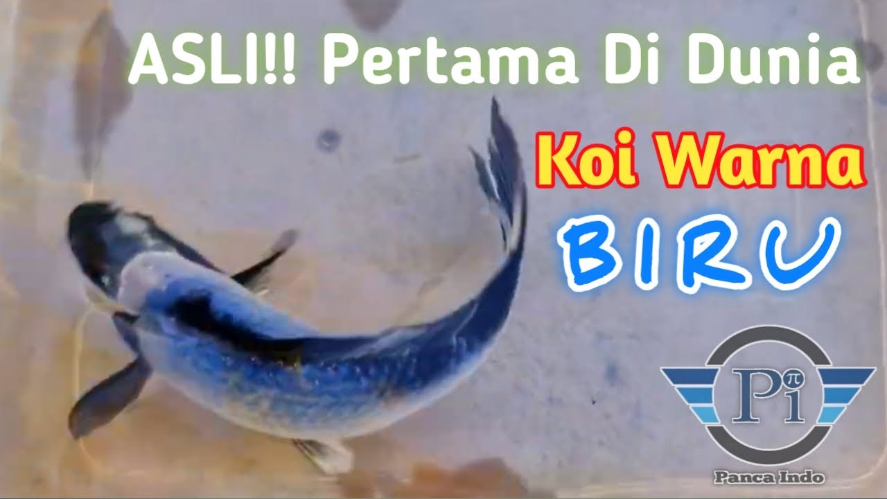 Detail Ikan Koi Biru Nomer 3