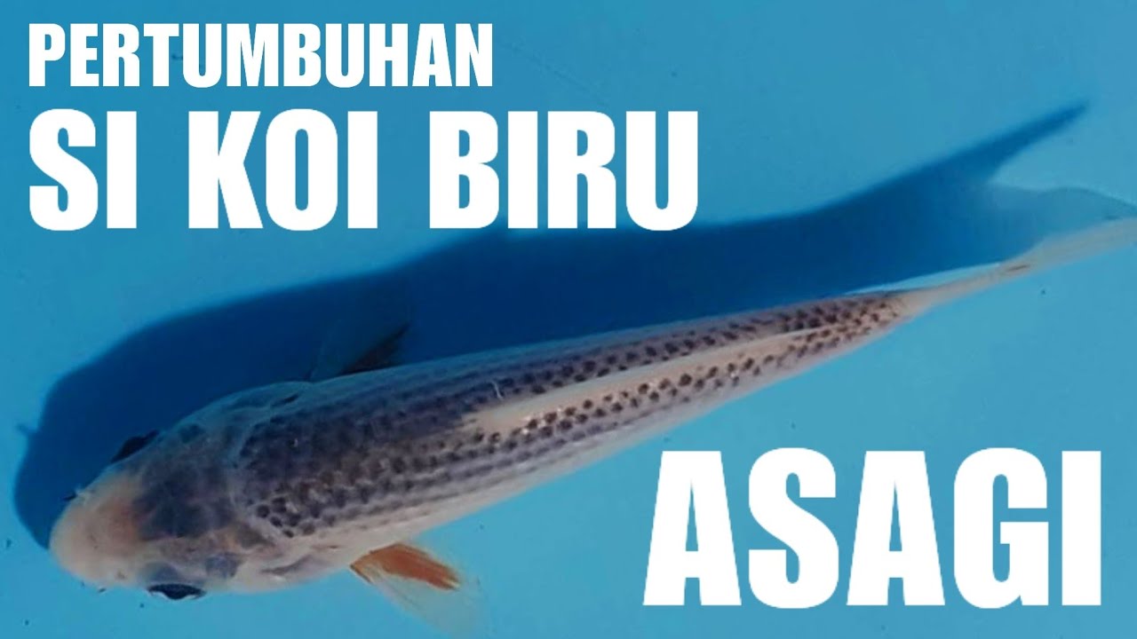 Detail Ikan Koi Biru Nomer 24