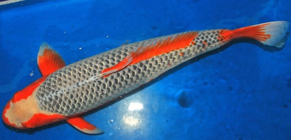 Detail Ikan Koi Biru Nomer 25