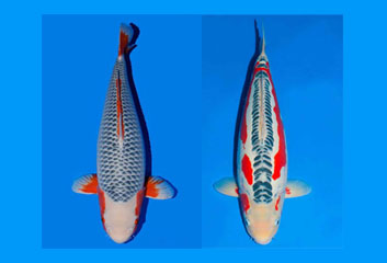 Detail Ikan Koi Biru Nomer 31