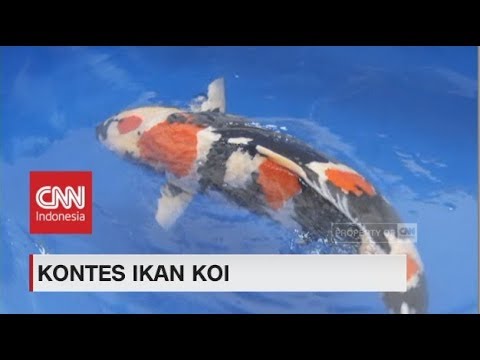 Detail Ikan Koi Biru Nomer 40