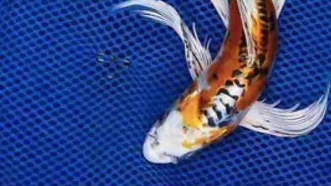 Detail Ikan Koi Biru Nomer 6