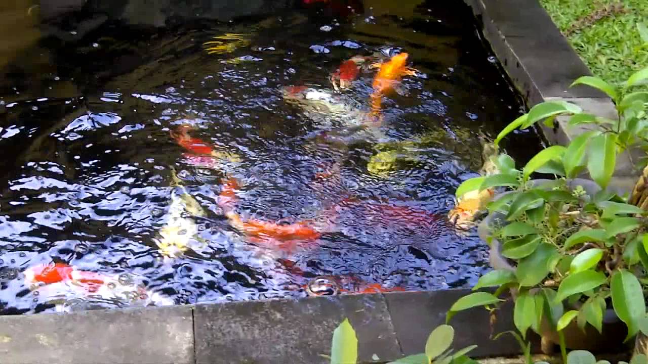 Detail Ikan Koi Di Kolam Nomer 17