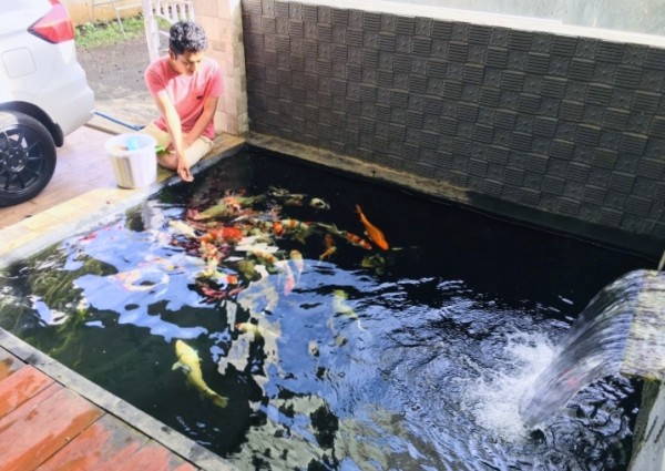 Detail Ikan Koi Di Kolam Nomer 29