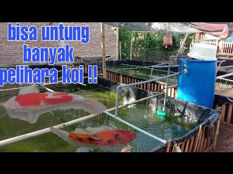 Detail Ikan Koi Di Kolam Nomer 44