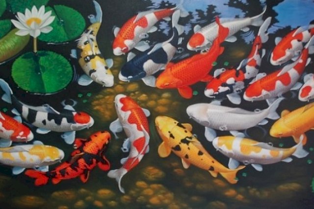 Detail Ikan Koi Gambar Nomer 15