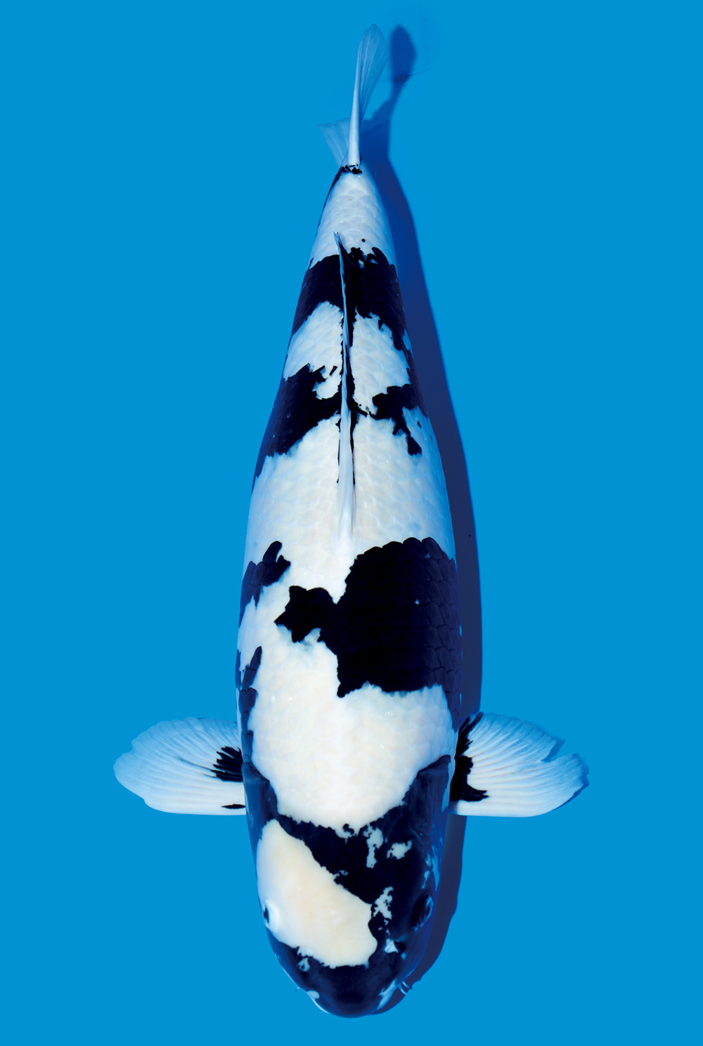 Ikan Koi Hitam Putih - KibrisPDR
