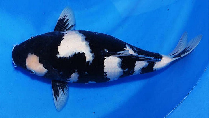 Detail Ikan Koi Hitam Putih Nomer 34