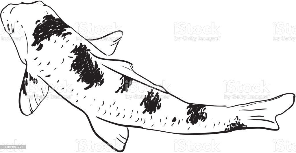 Detail Ikan Koi Hitam Putih Nomer 8