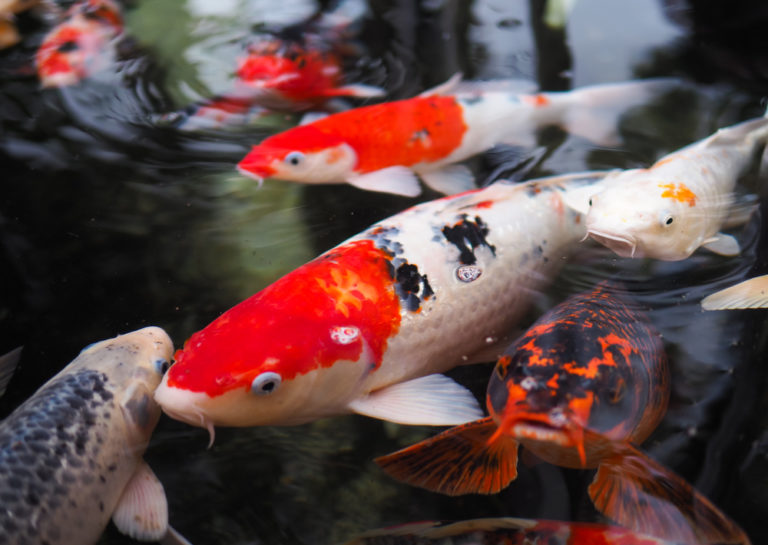 Ikan Koi Jepang - KibrisPDR