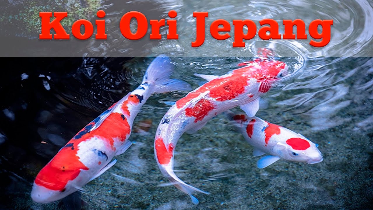 Detail Ikan Koi Jepang Nomer 10