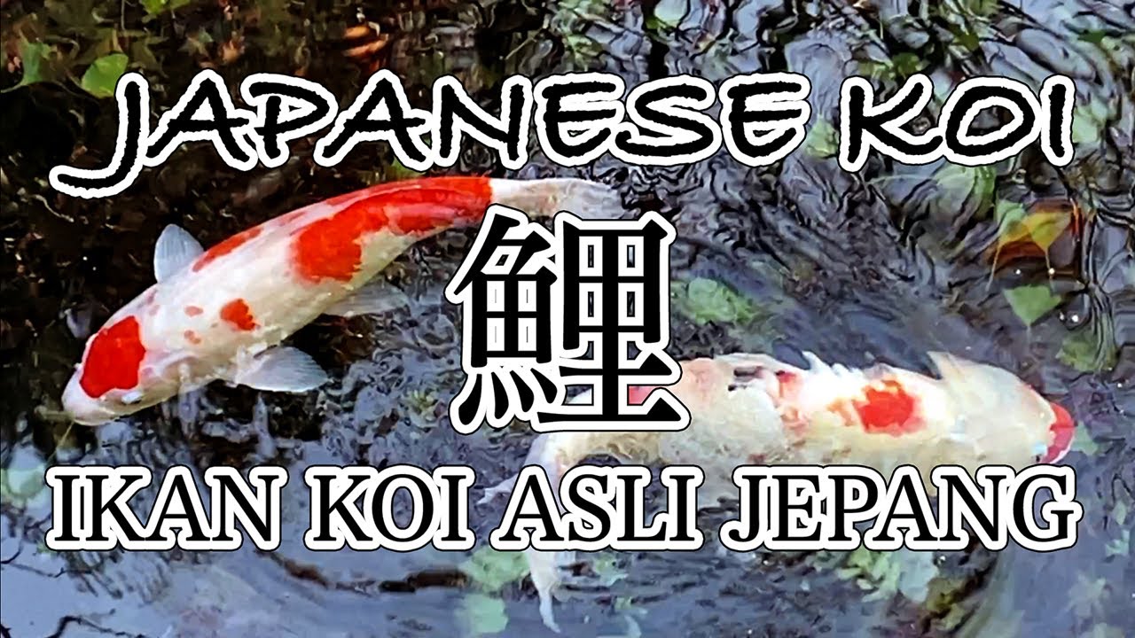 Detail Ikan Koi Jepang Nomer 12