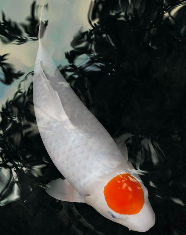 Detail Ikan Koi Jepang Nomer 13