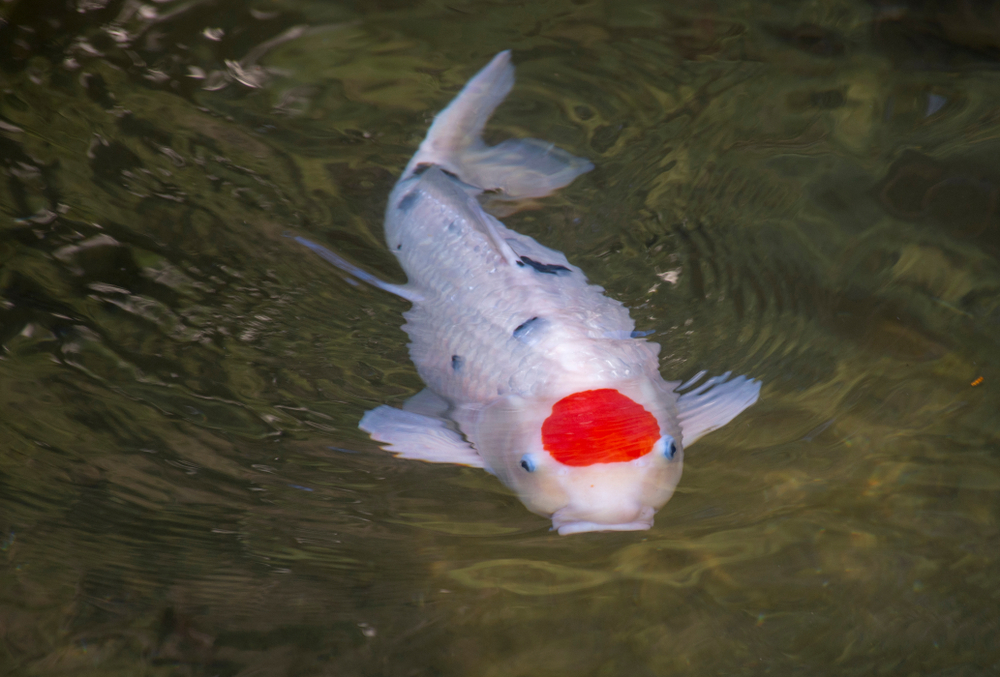 Detail Ikan Koi Jepang Nomer 17