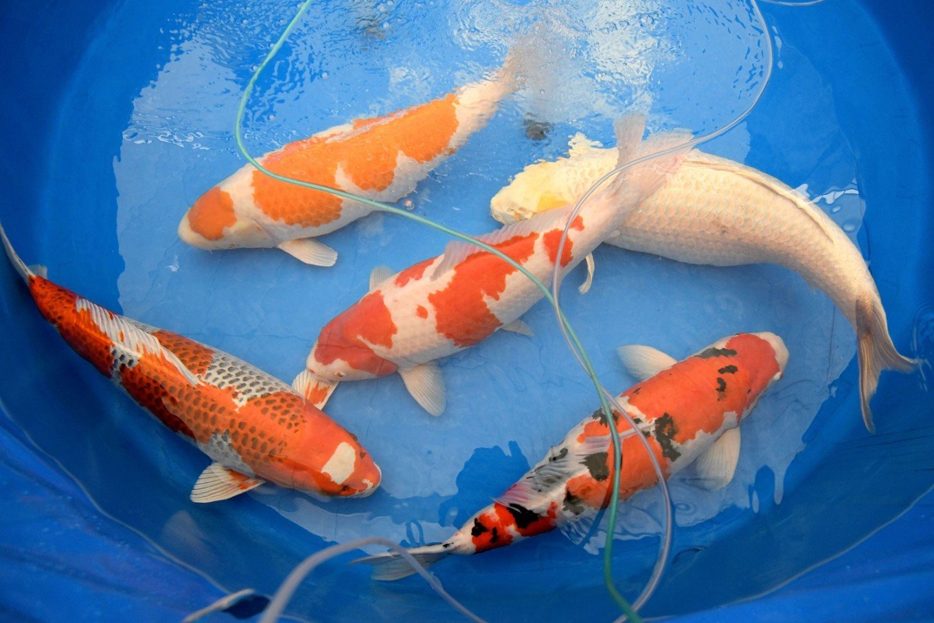 Detail Ikan Koi Jepang Nomer 18