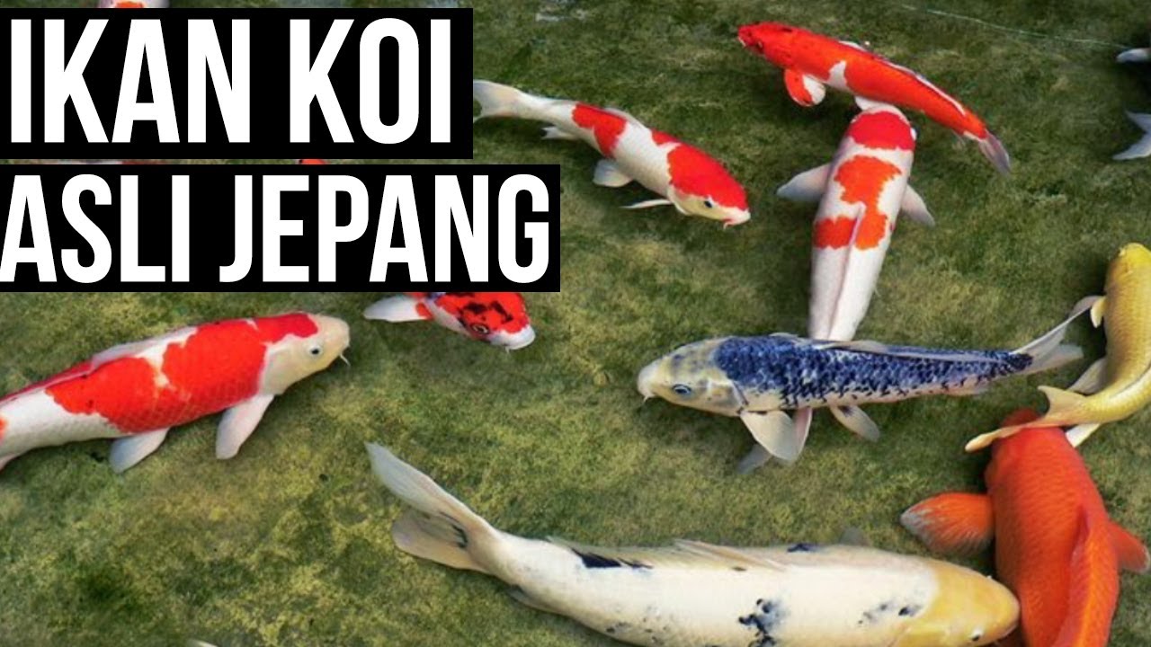 Detail Ikan Koi Jepang Nomer 20