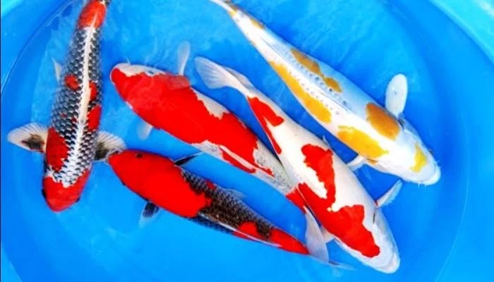 Detail Ikan Koi Jepang Nomer 3
