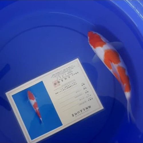 Detail Ikan Koi Jepang Nomer 29