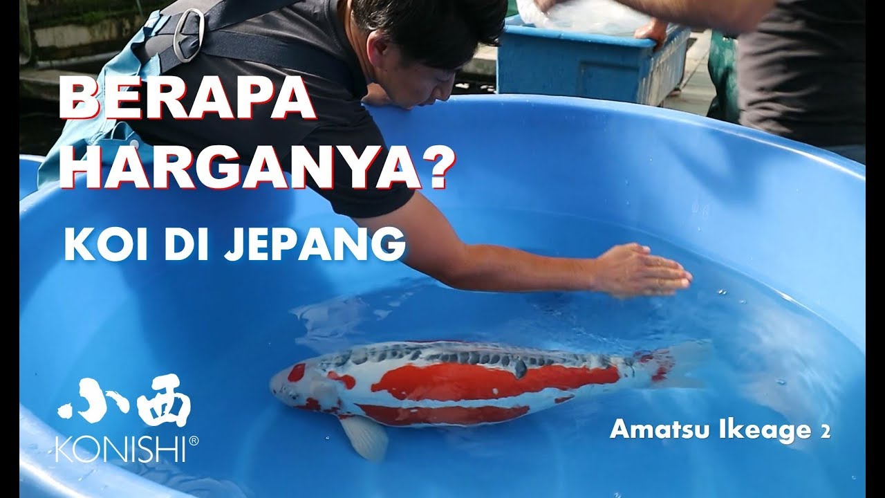 Detail Ikan Koi Jepang Nomer 31