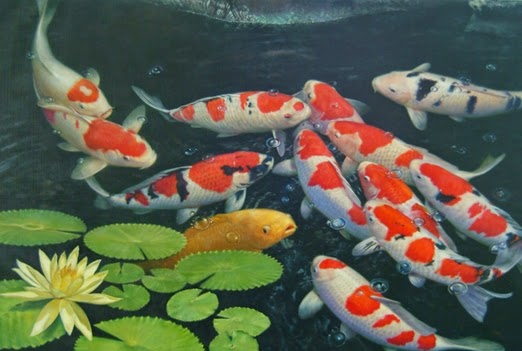 Detail Ikan Koi Jepang Nomer 4