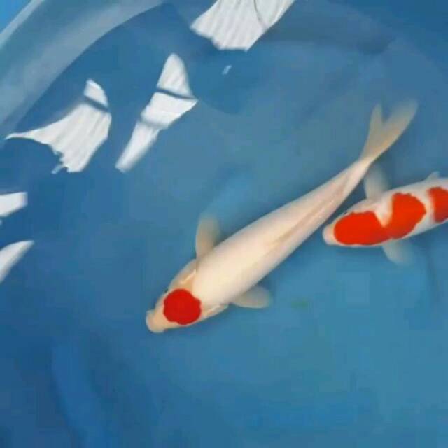 Detail Ikan Koi Jepang Nomer 6