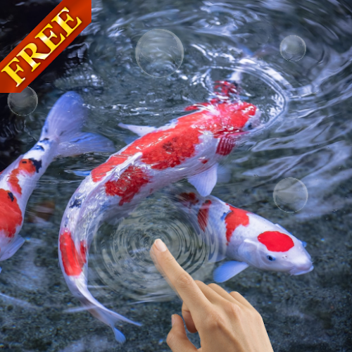 Detail Ikan Koi Live Wallpaper Nomer 47