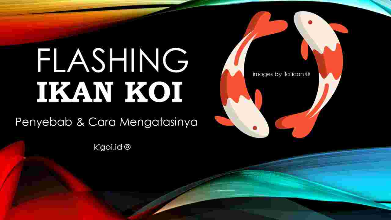 Detail Ikan Koi Melompat Nomer 11