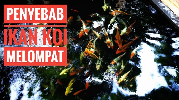 Detail Ikan Koi Melompat Nomer 16