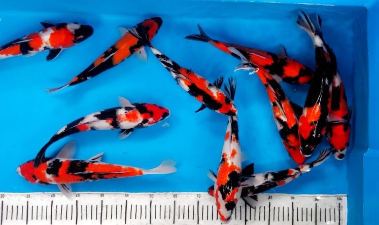 Detail Ikan Koi Melompat Nomer 20