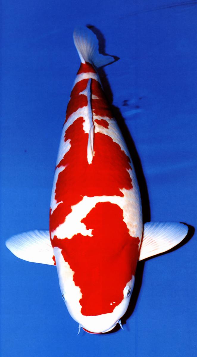 Ikan Koi Merah Putih - KibrisPDR