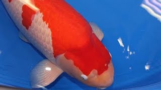 Detail Ikan Koi Merah Putih Nomer 17