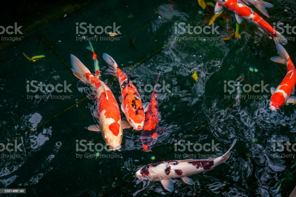 Detail Ikan Koi Merah Putih Nomer 34