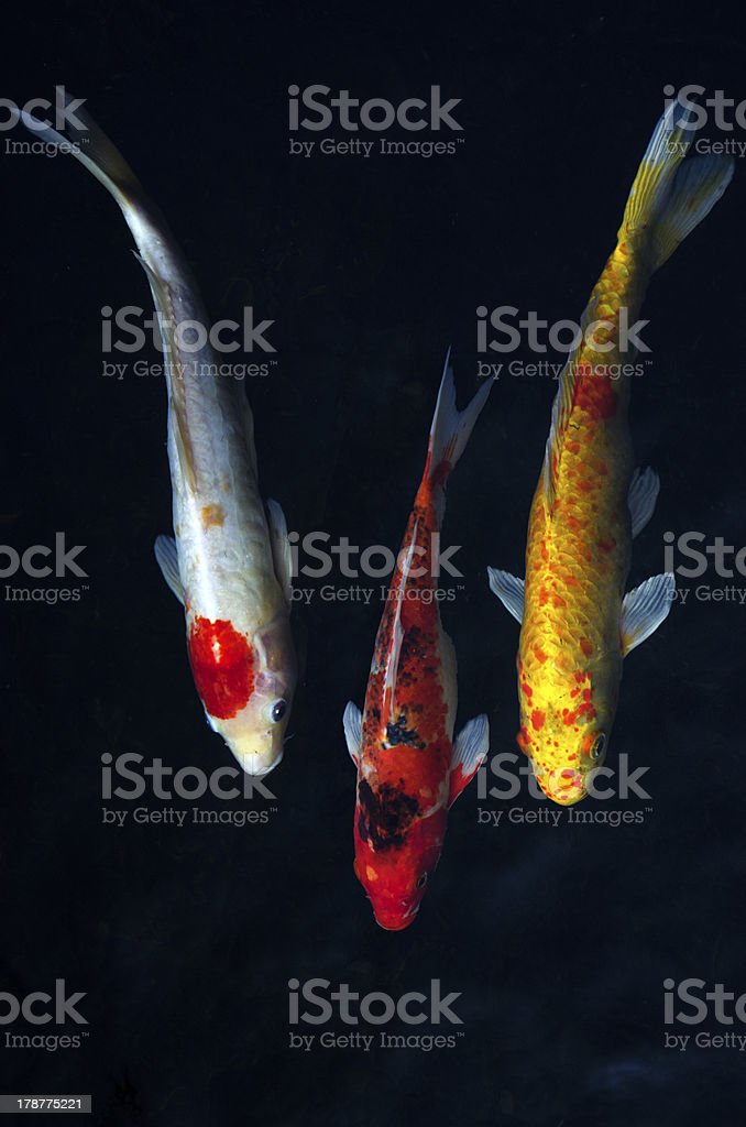 Detail Ikan Koi Merah Putih Nomer 36