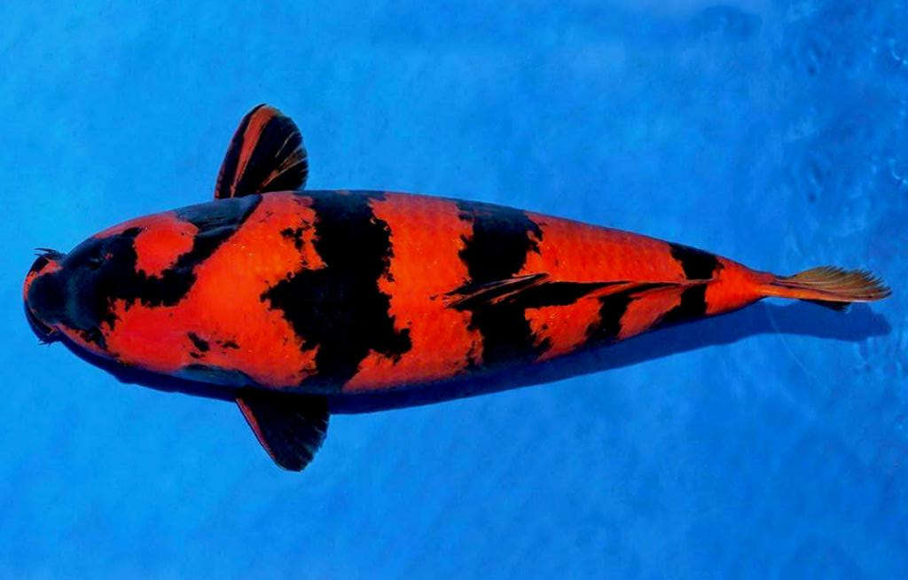 Detail Ikan Koi Merah Putih Nomer 37
