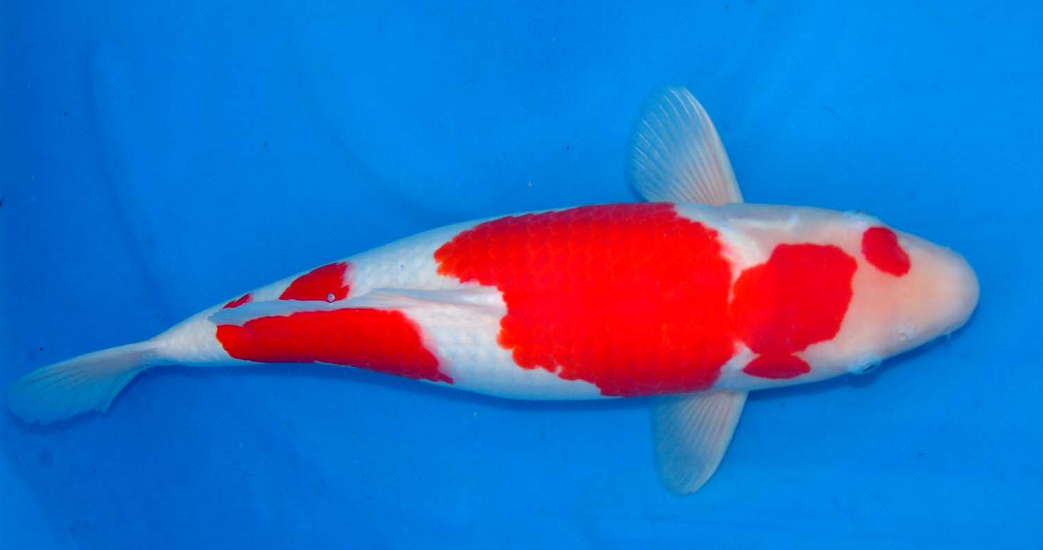Detail Ikan Koi Merah Putih Nomer 42