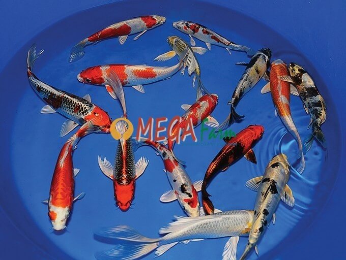 Detail Ikan Koi Merah Putih Nomer 43