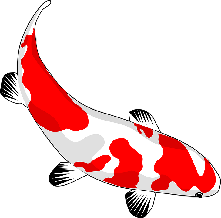 Detail Ikan Koi Merah Putih Nomer 6
