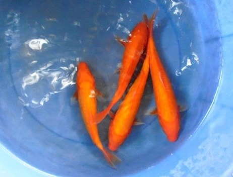 Detail Ikan Koi Orange Nomer 3