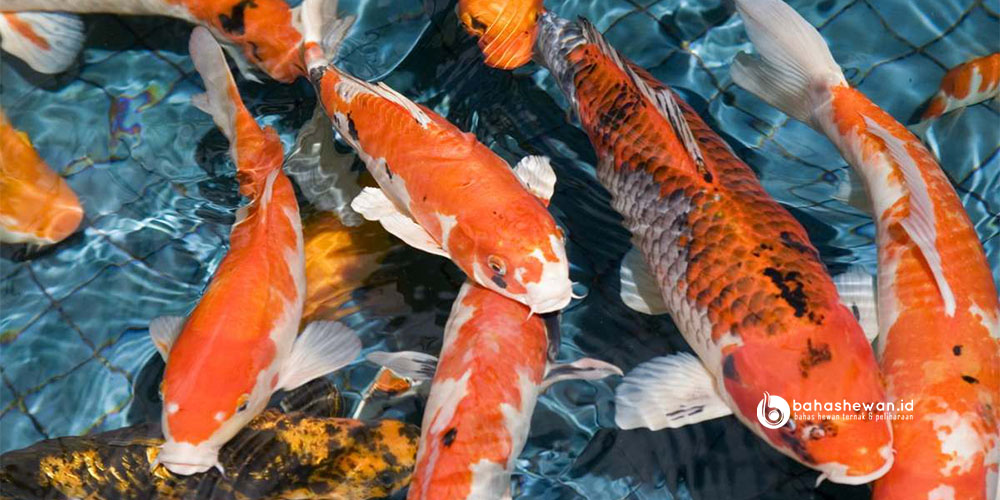 Detail Ikan Koi Orange Nomer 35