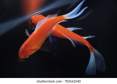 Detail Ikan Koi Orange Nomer 37