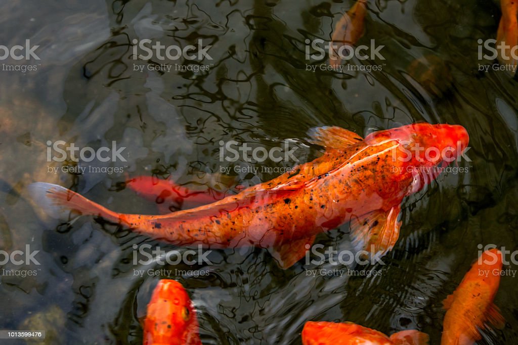 Detail Ikan Koi Orange Nomer 42