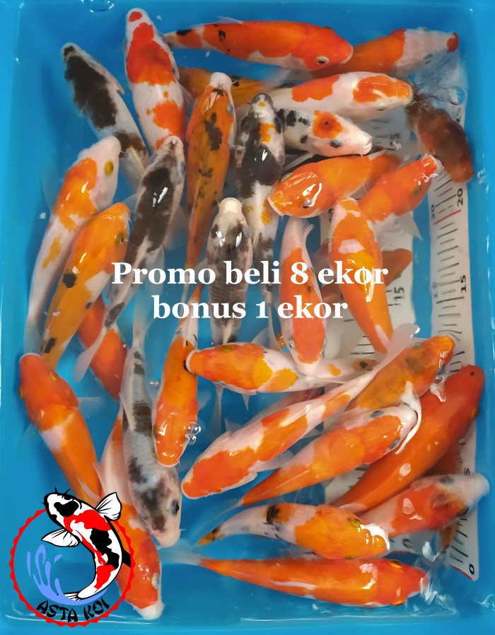 Detail Ikan Koi Orange Nomer 45