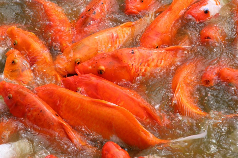 Detail Ikan Koi Orange Nomer 7