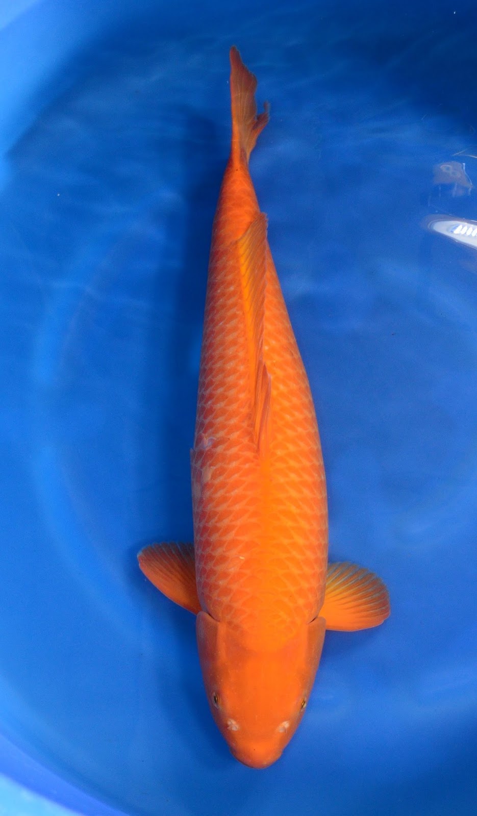 Detail Ikan Koi Orange Nomer 8