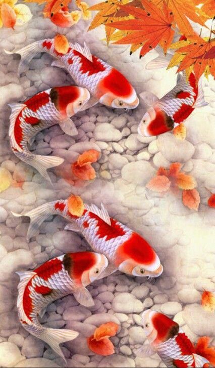 Detail Ikan Koi Wallpaper Nomer 6